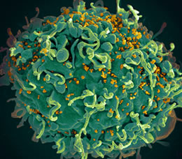 Building Comprehensive HIV Prevention, Testing, and Care Capacity in Rural Communities