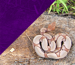 Time Is of the Essence: Assessment and Management Updates for Patients Presenting With Snake Envenomation