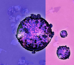 <em>Medical Insiders:</em> Weighing the Evidence for PrEP for HIV Prevention in Women