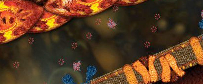 Endocrinology